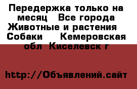 Передержка только на месяц - Все города Животные и растения » Собаки   . Кемеровская обл.,Киселевск г.